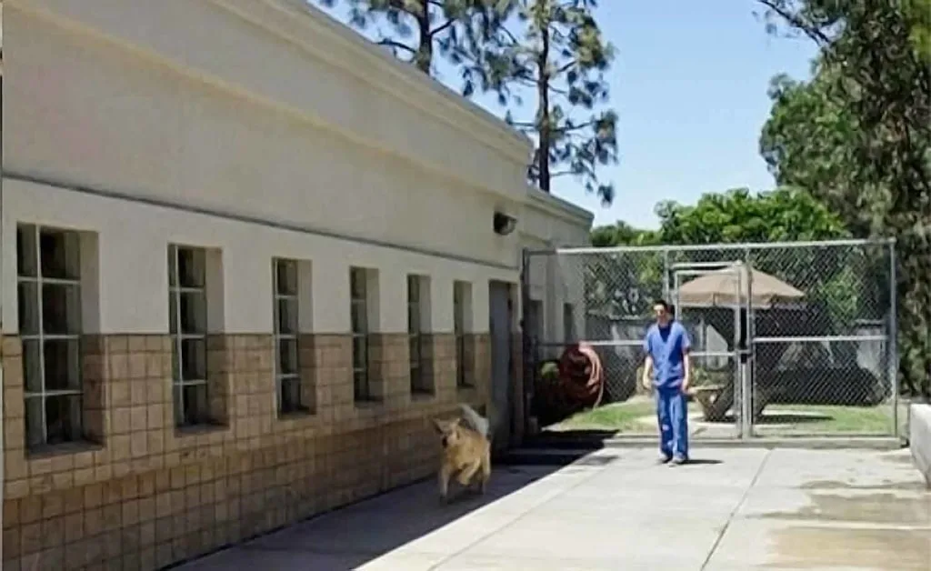 dog exercise area