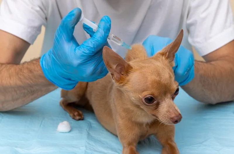 Can a Dog Have a Reaction to the Bordetella Vaccine?