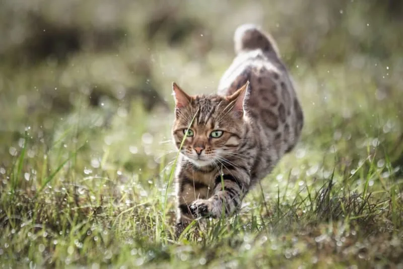 Asthma In Cats