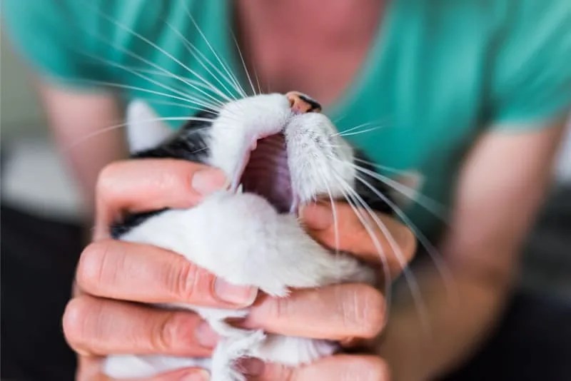 Tooth Extractions in Cats: What to Expect