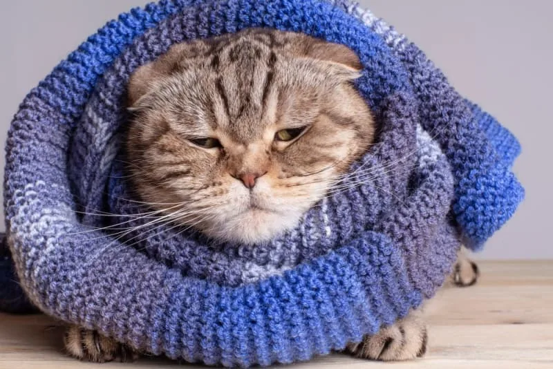 Cats & Colds: Can They Get Them & What to Do?