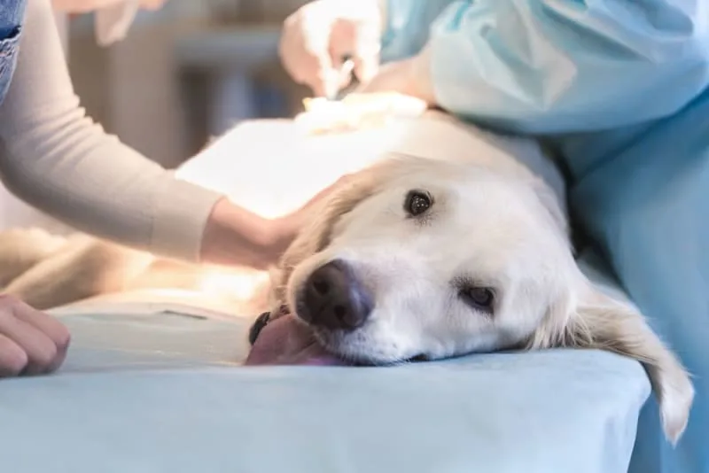 Cranial Cruciate Ligament (CCL) Surgery in Dogs
