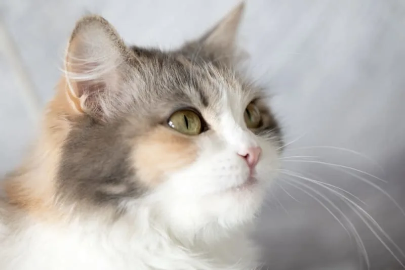 Why is my Cat Breathing Heavy & What Can I Do