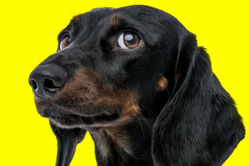 How to Help a Choking Dog: Heimlich Maneuver for Dogs
