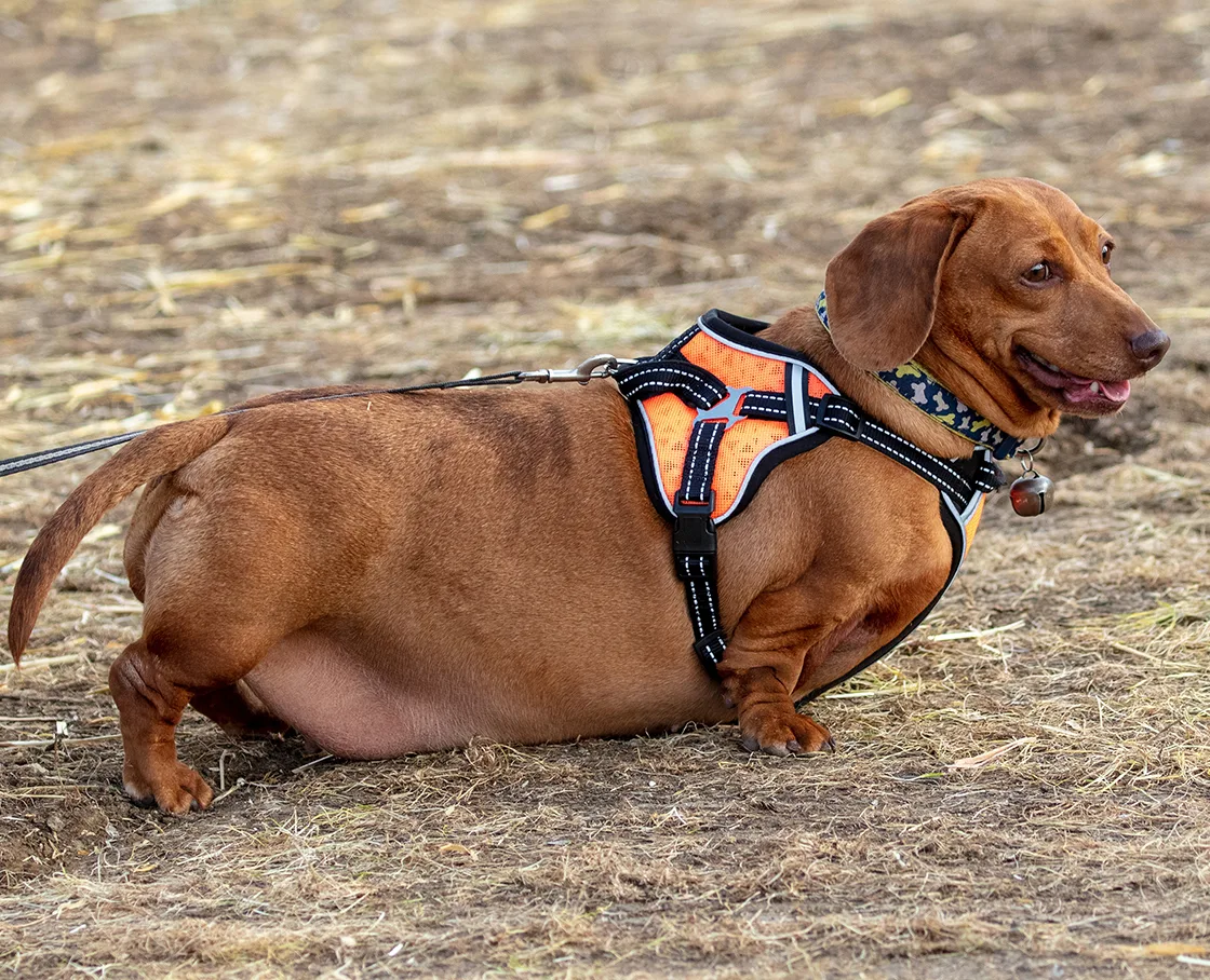 Obese dachshund