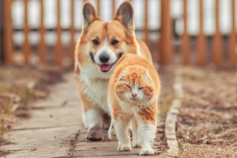 The Importance of Regular Fecal Exams for Cats & Dogs