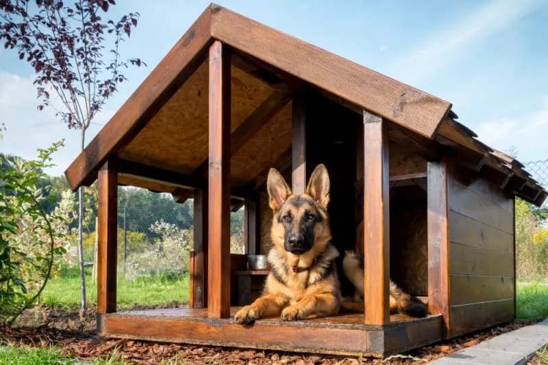 Where to Leave a Dog While on Vacation