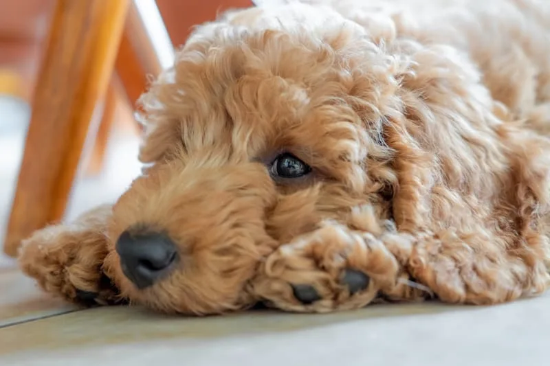 How can I tell if my dog is depressed?