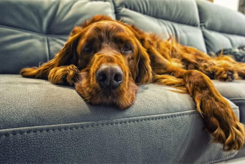 Signs of Pain & Discomfort in Dogs