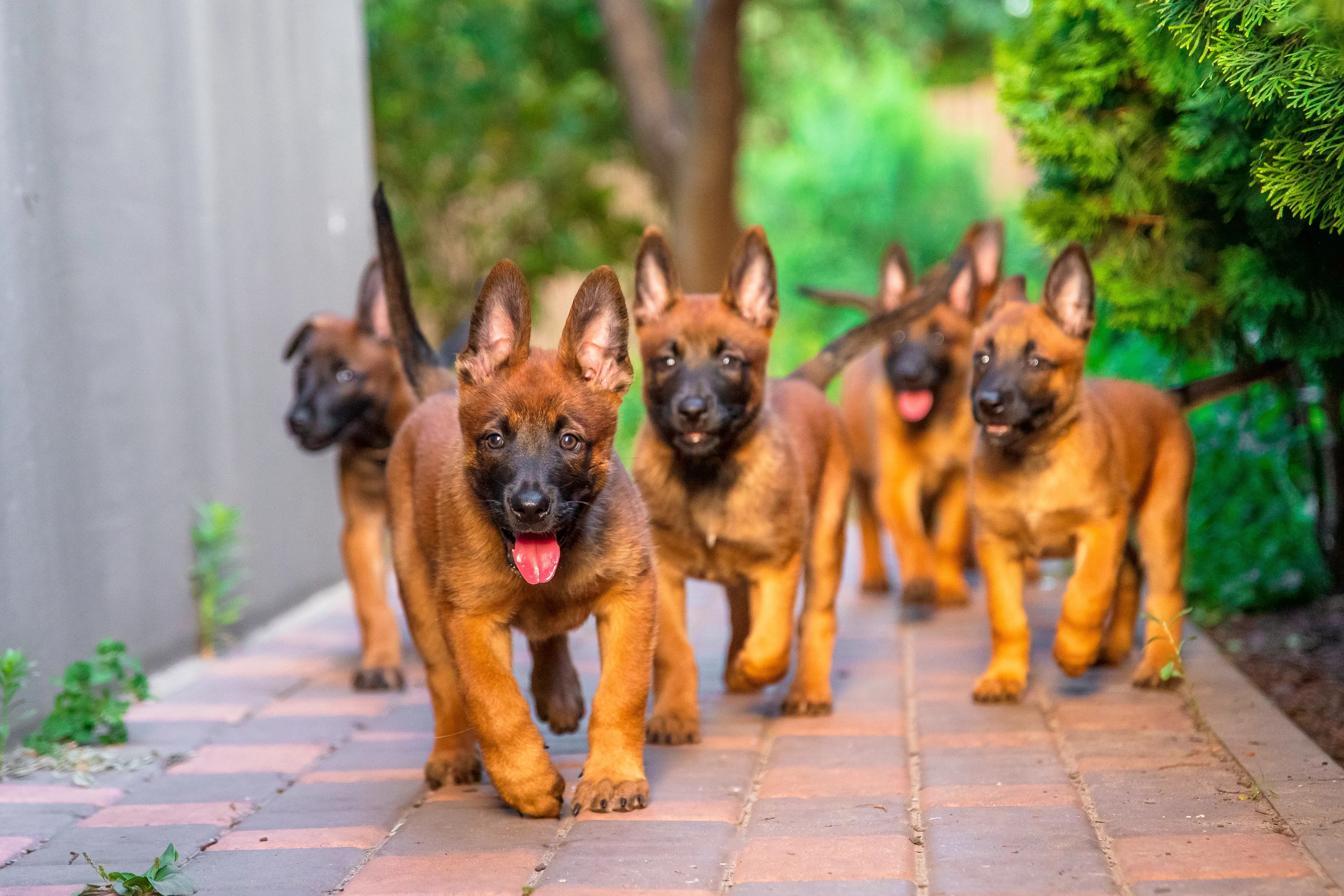 litter of Belgian Malinois