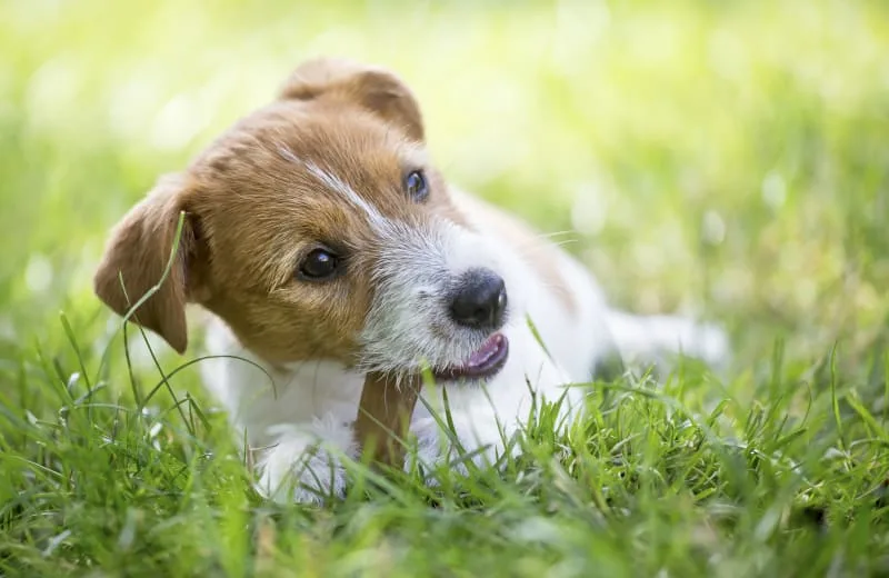 Help! My Dog Eats Everything!