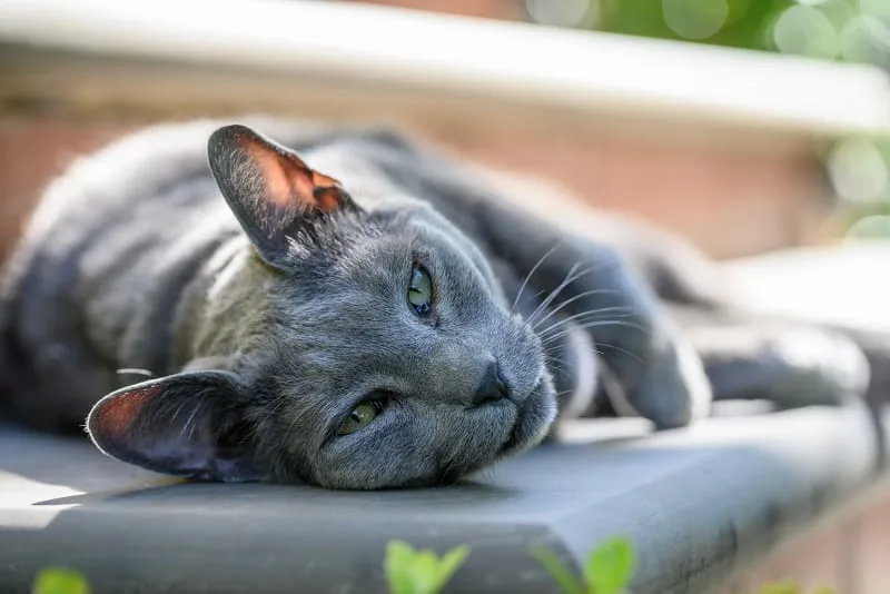 Optimal Care for Aging Cats