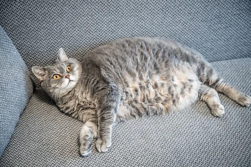 Do I Have an Overweight Cat?