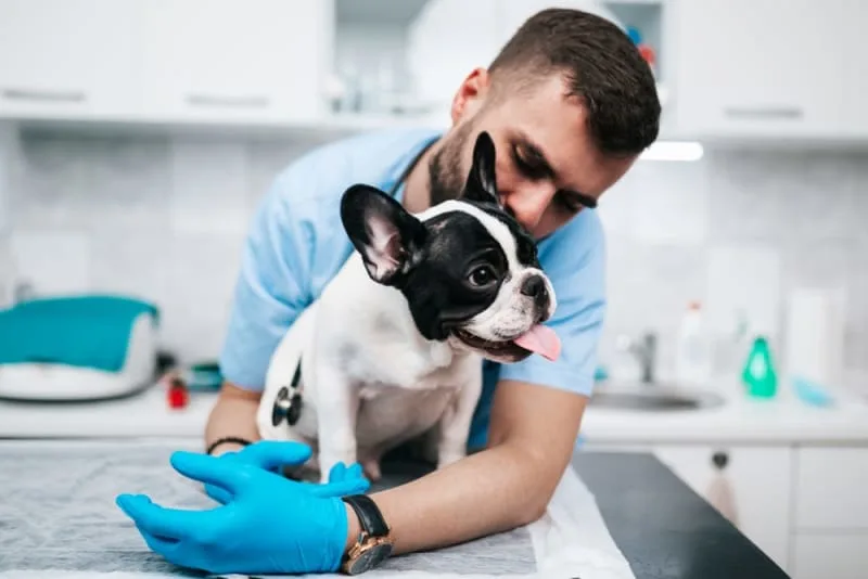 Puppy Vaccination Schedule