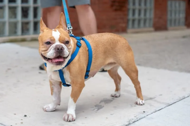 Anemia in Dogs