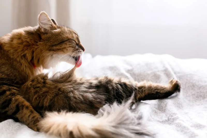 How to Stop Cat Overgrooming