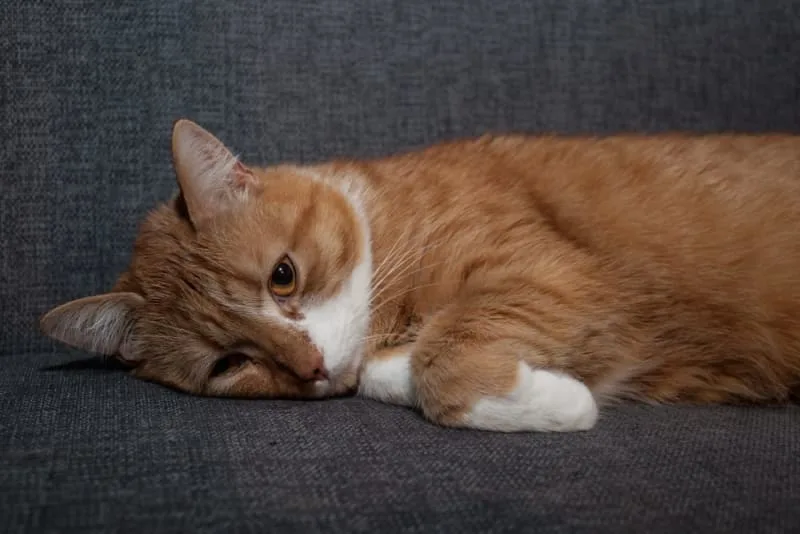 Lymphoma in Cats: Symptoms & Treatment