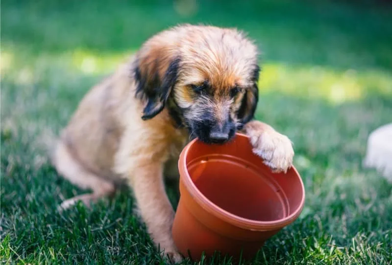Intestinal Blockage Surgery in Dogs