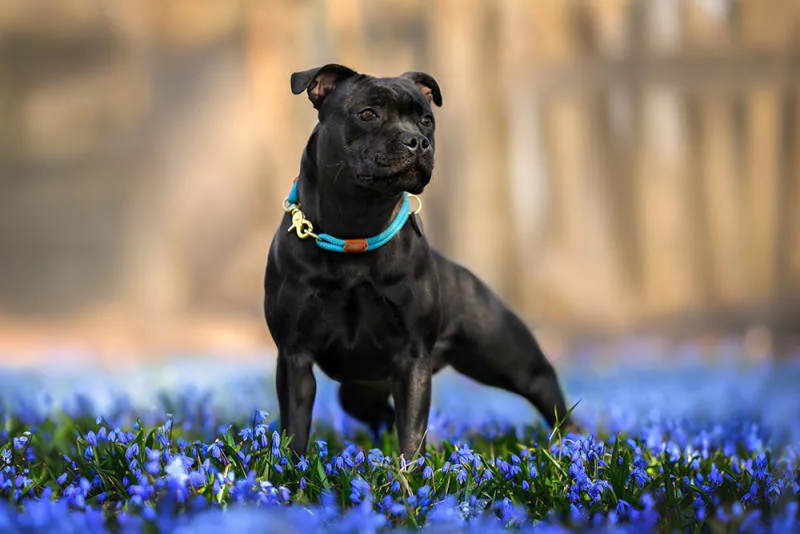 All About Surgery in Dogs