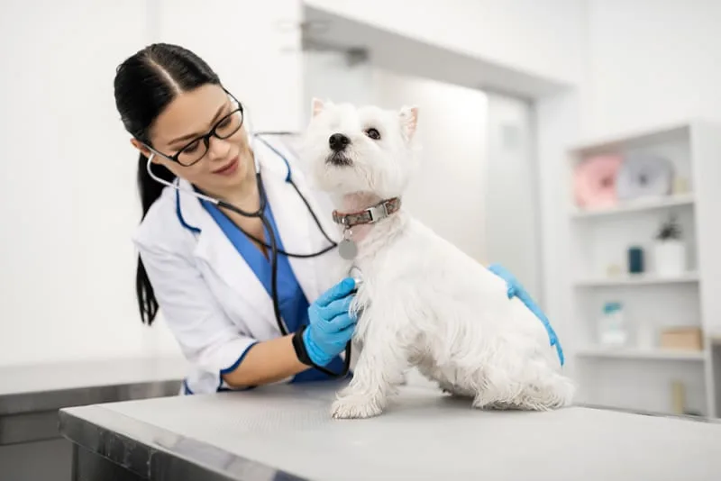 What to do In Case of a Pet Emergency