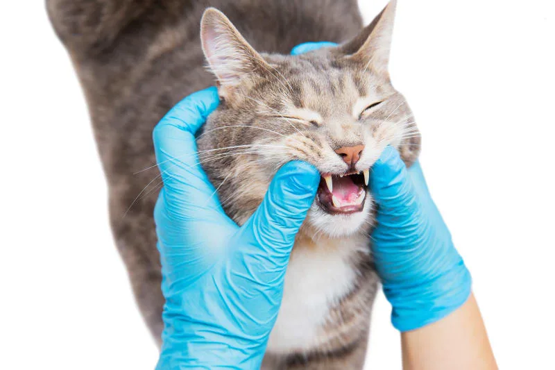 Cat Tooth Extractions: What to Expect & What to Watch For