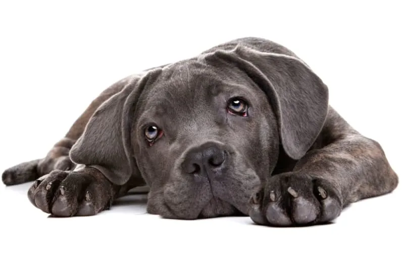 Hyperthyroidism in Dogs
