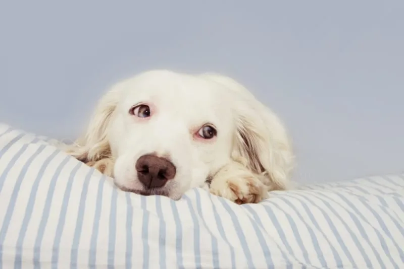 Whipworm In Dogs: Symptoms, Treatment & Prevention