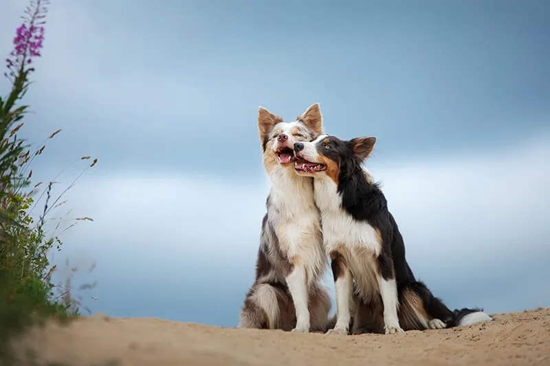 A Pet Parents Guide to Getting Your Dog Fixed