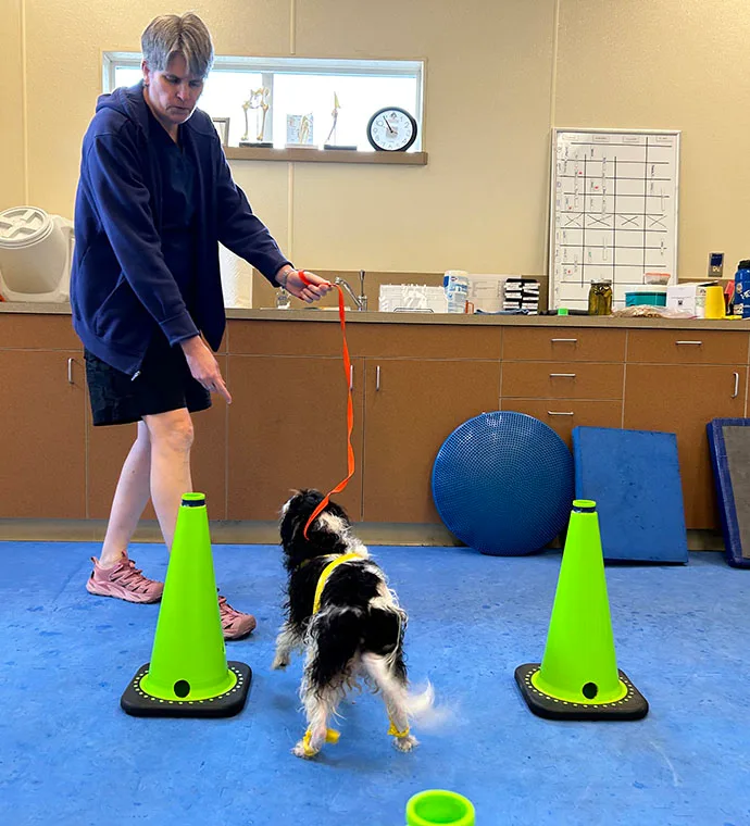 Mountain View Veterinary Hospital Vancouver Washington Rehabilitation Penny