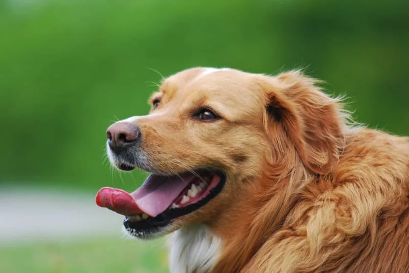 Excessive Panting in Dogs: When Dog Panting Is Abnormal