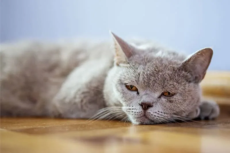 Giardia in Cats