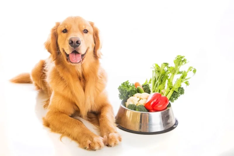 Healthy Nutrition for Dogs: How it Affects Skin Health