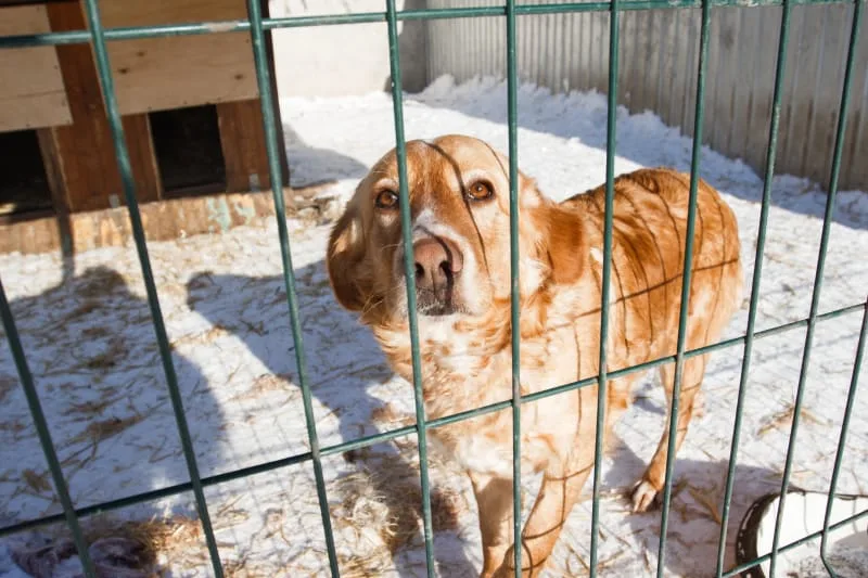 What To Look For When Boarding Your Dog