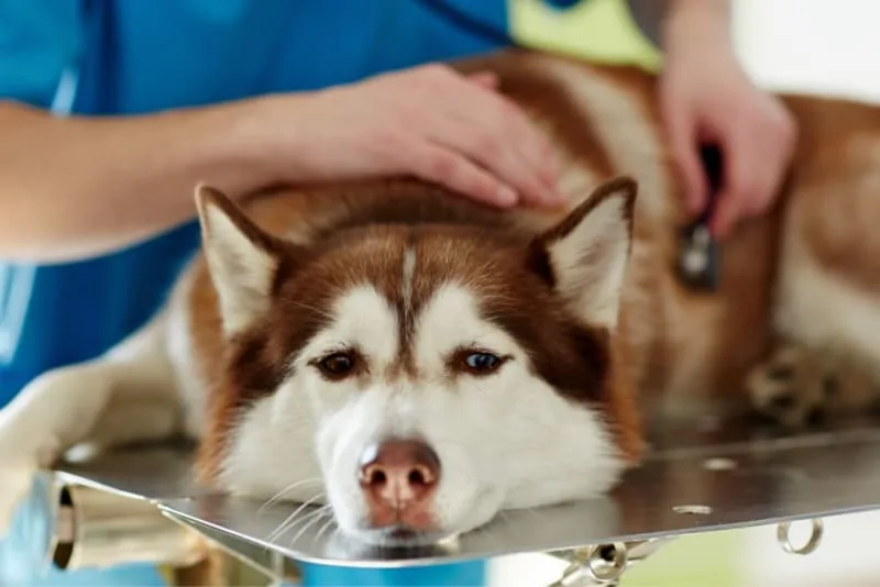 The Most Common Dog Illnesses: Symptoms & Treatment