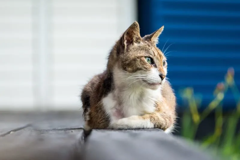 Feeding and Caring for the Elderly Cat: Ways to Help Prolong Its Longevity