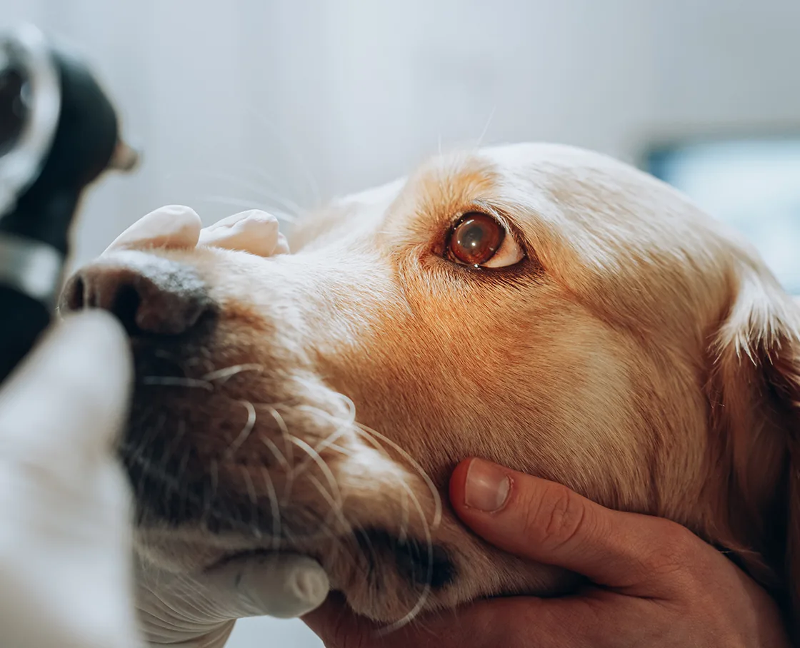 golden retriever with en eye exam