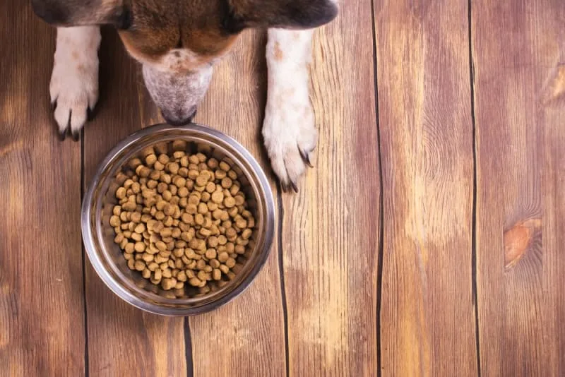 Best Food for Dogs With Allergies