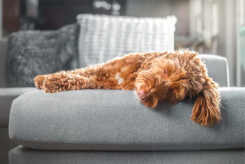 Anesthesia in Dogs
