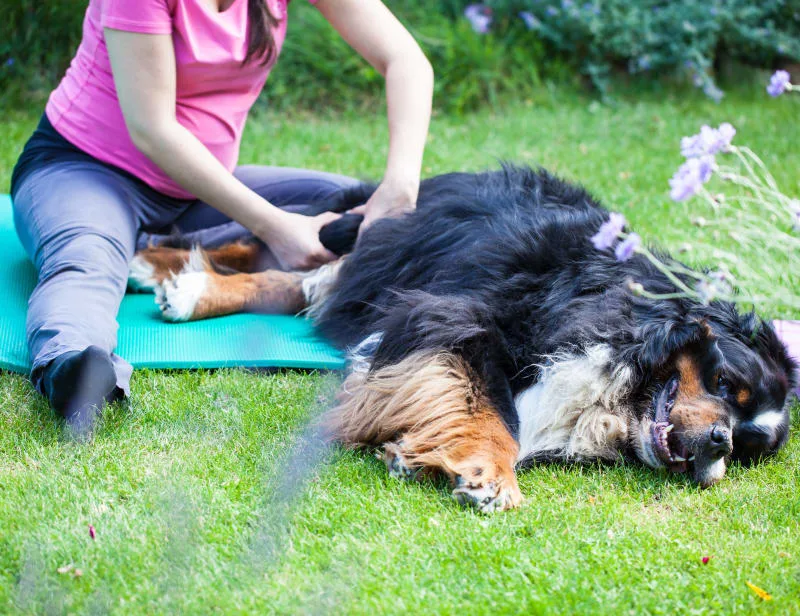 What is Osteoarthritis in Dogs? Can it Be Treated?