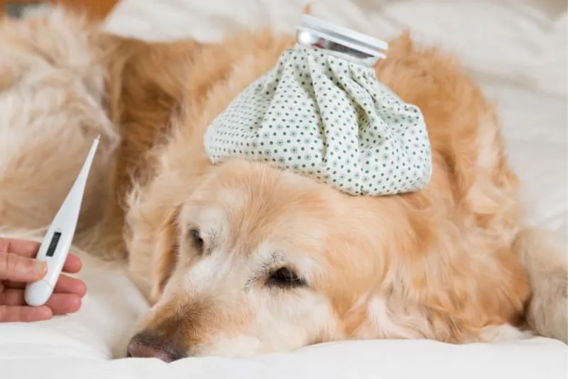 What Is A Fever In Cats And Dogs?