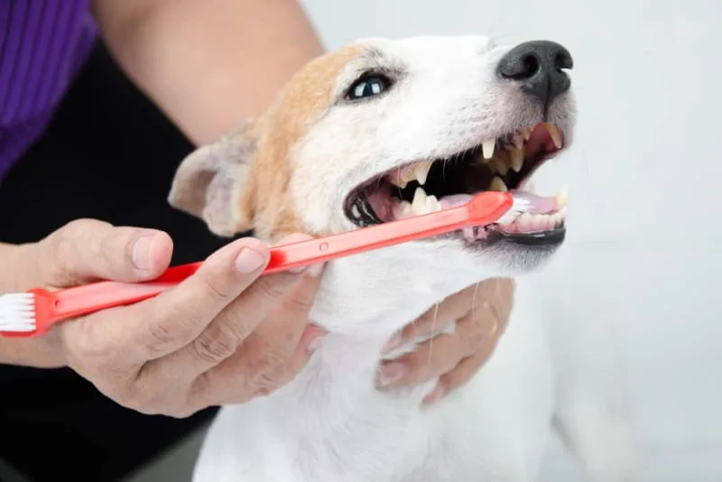 Common Dental Problems in Dogs