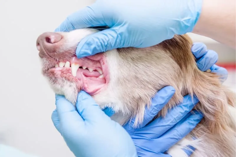 Cavity in Dogs: Causes, Symptoms & Treatment