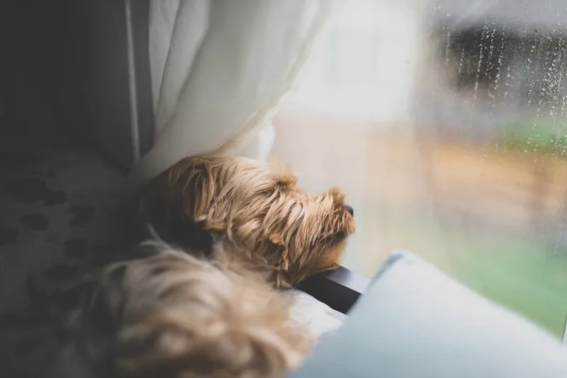 How Long Can Dogs Be Left Home Alone?