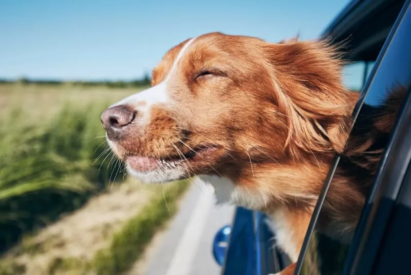 Road Trip With Your Dog: Detailed Guide