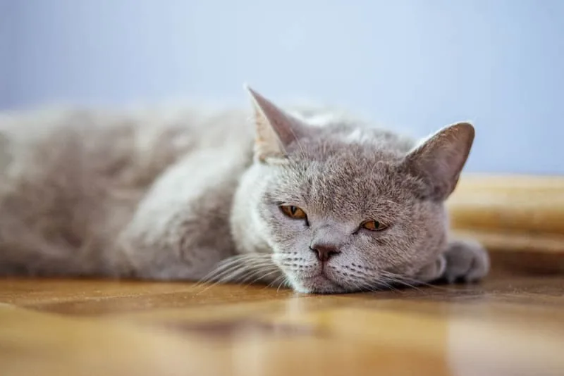 Help! My Cat Keeps Vomiting