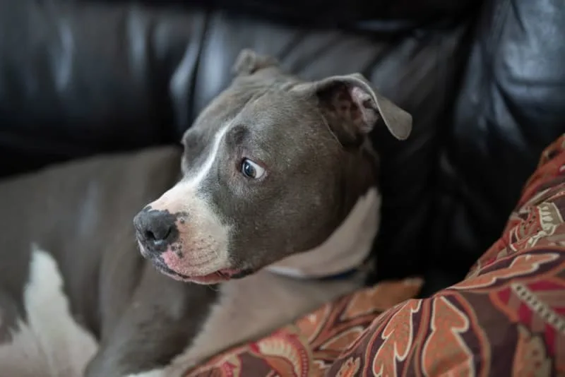 Anxiety & Depression in Dogs: Causes, Symptoms & How To Help