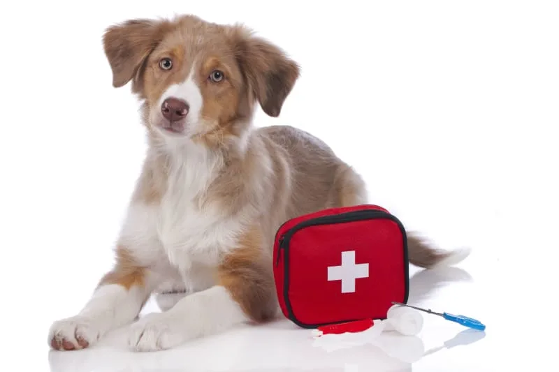 The Importance of Regular Vet Checkups