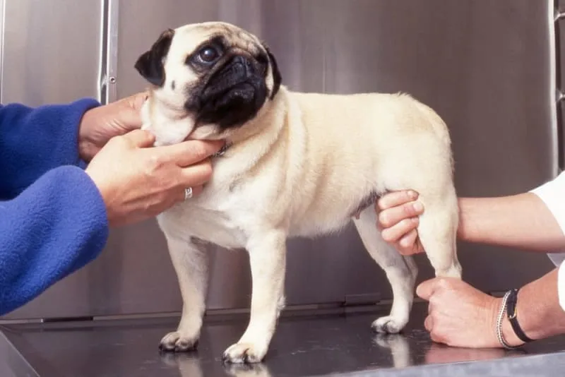 Dog Hip Dysplasia Surgery