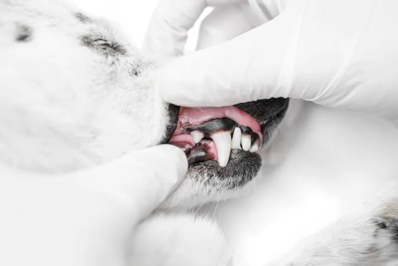 Common Dental Problems in Dogs