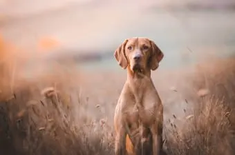 Constipation in Dogs